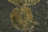 Dactylioceras Ammonite Cluster - Posidonia Shale, Germany #180356-3